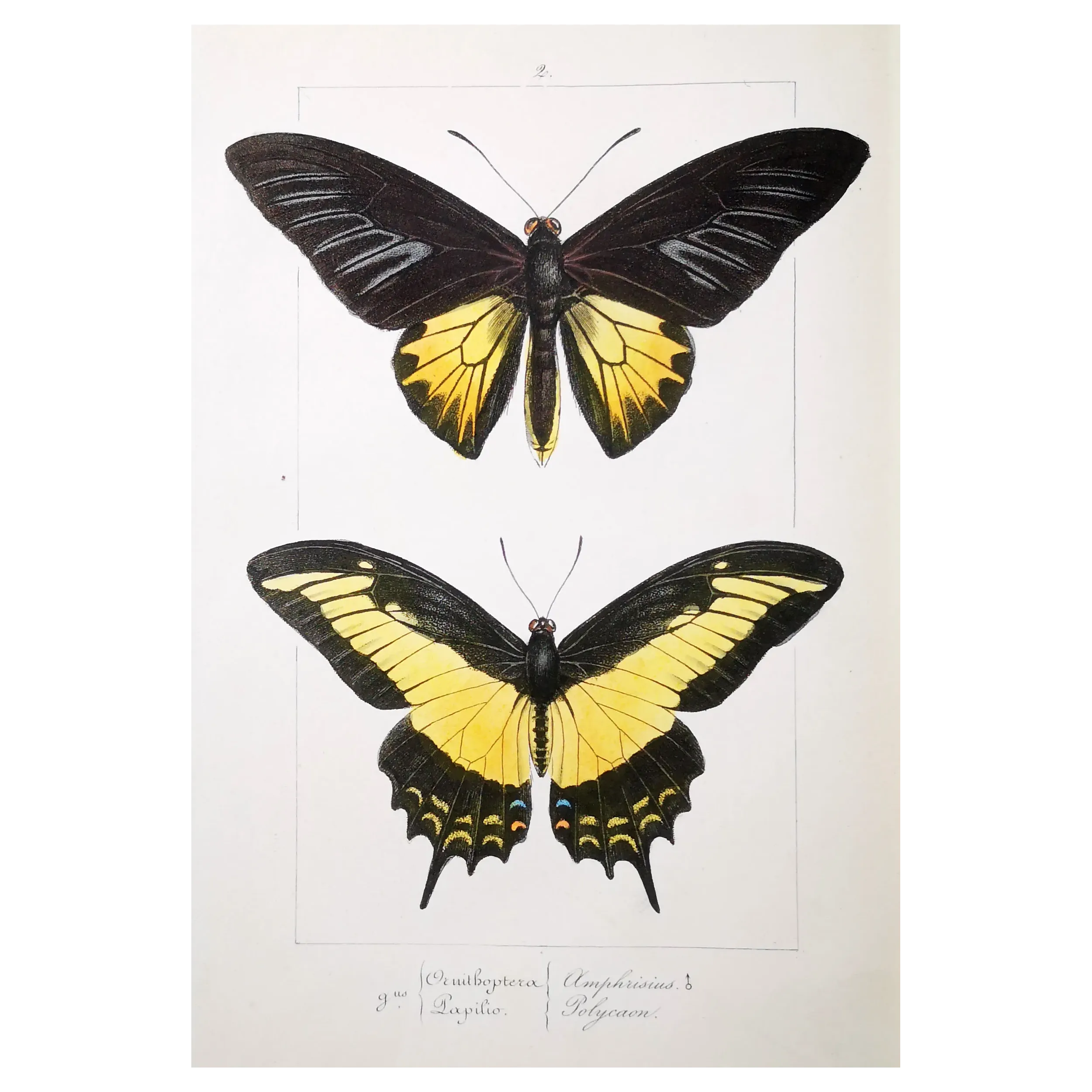 Golden Birdwing & Swallowtail Butterflies (Troides amphrysus group) – Antique Hand-Colored Engraving, Exotic Butterflies (1835)