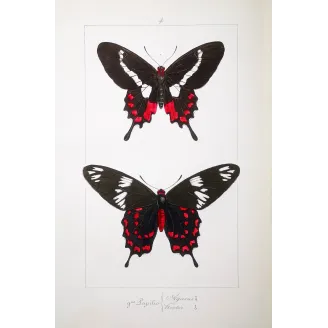 Crimson Rose Butterfly – Antique Engraving (1835)