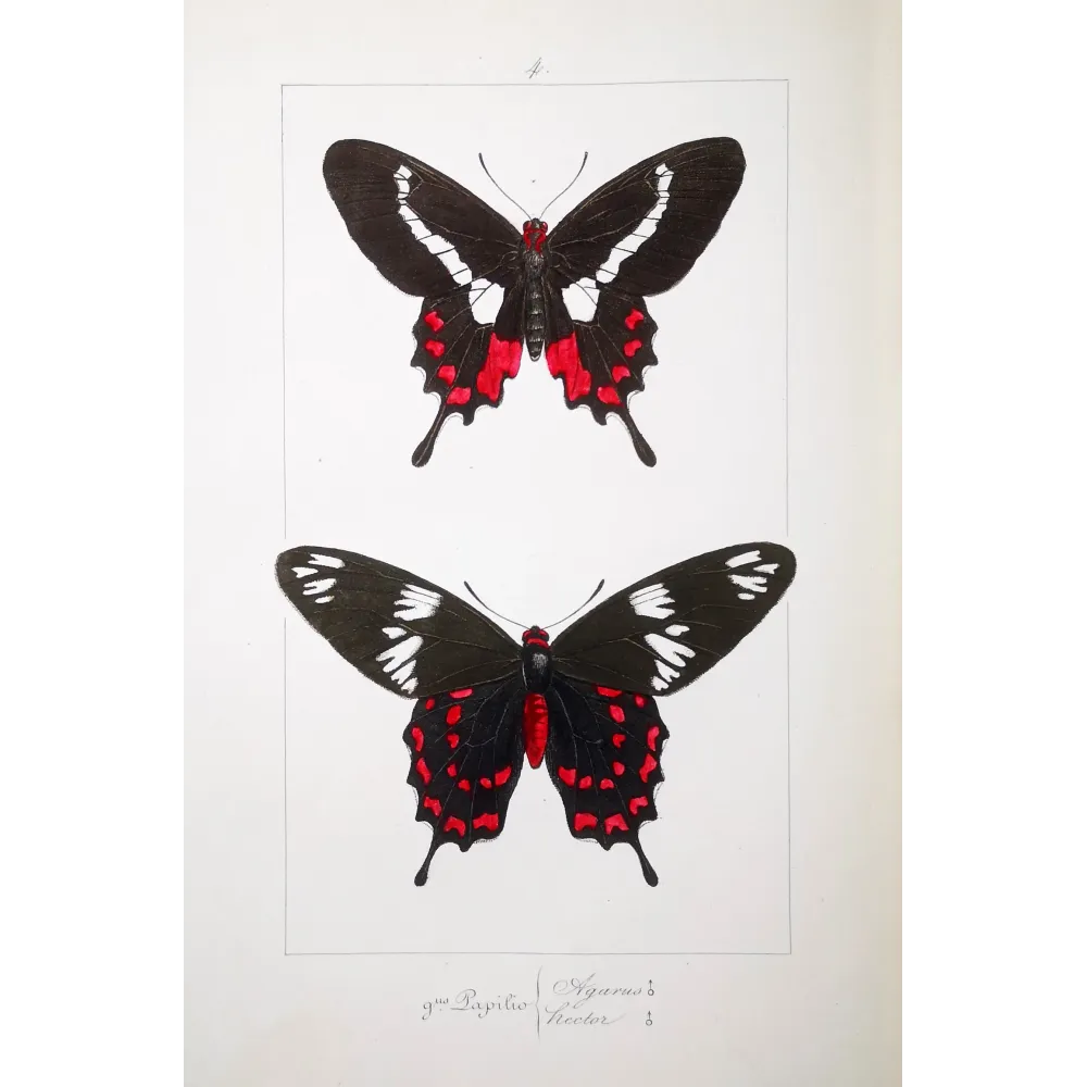 Crimson Rose Butterfly – Antique Engraving (1835)