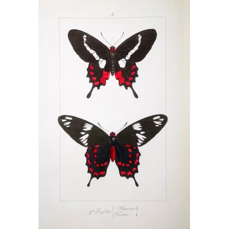Crimson Rose Butterfly – Antique Engraving (1835)