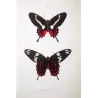Crimson Rose Swallowtail Butterflies (Pachliopta hector group) – Antique Hand-Colored Engraving, Exotic Butterflies (1835)