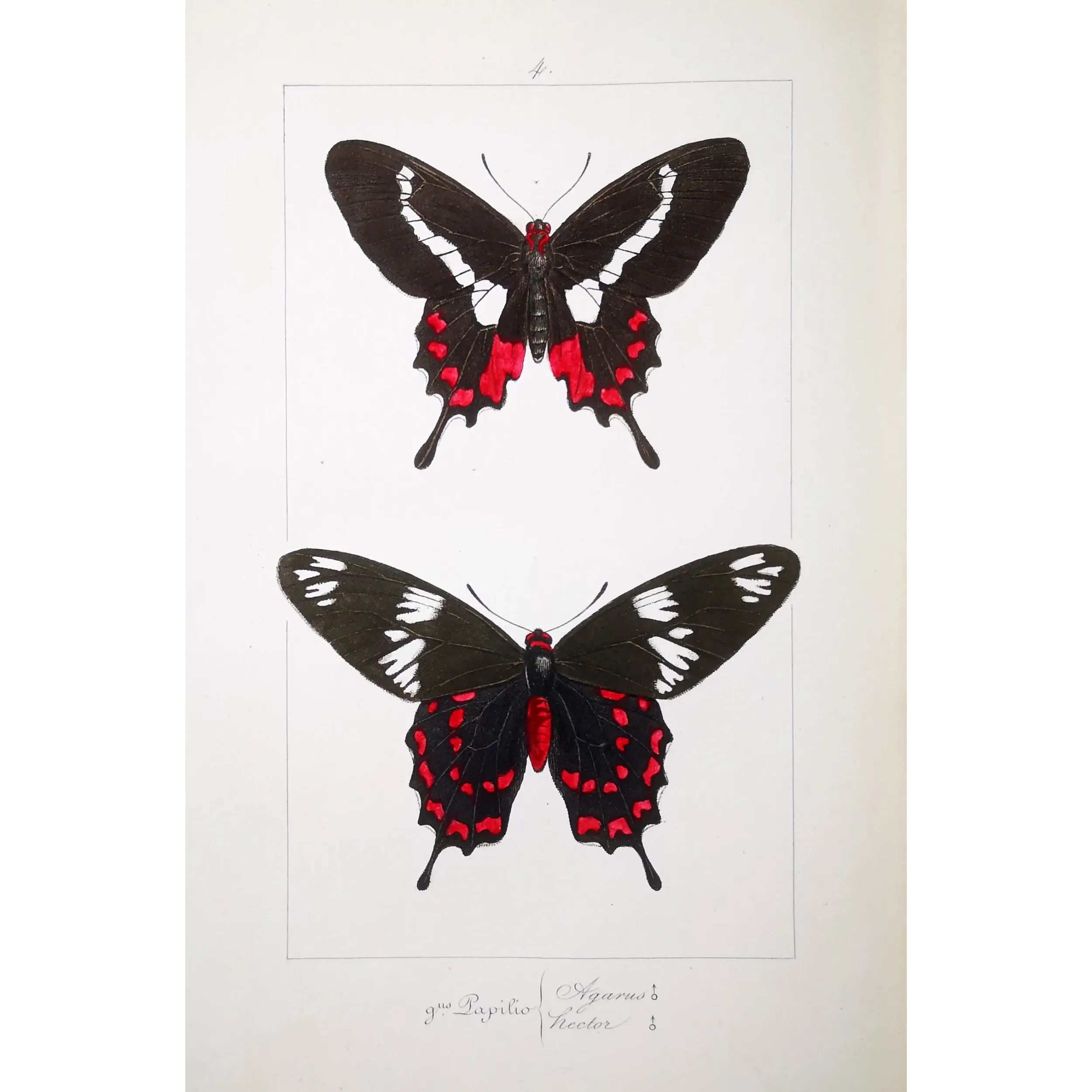 Crimson Rose Butterfly – Antique Engraving (1835)