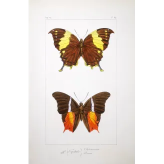 Tropical Butterfly Engraving – Antique Print (1835)