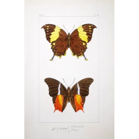 Tropical Butterfly Engraving – Antique Print (1835)