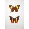 Tropical Nymphalid Butterflies (Charaxes / Memphis group) – Antique Hand-Colored Engraving, Exotic Butterflies (1835)