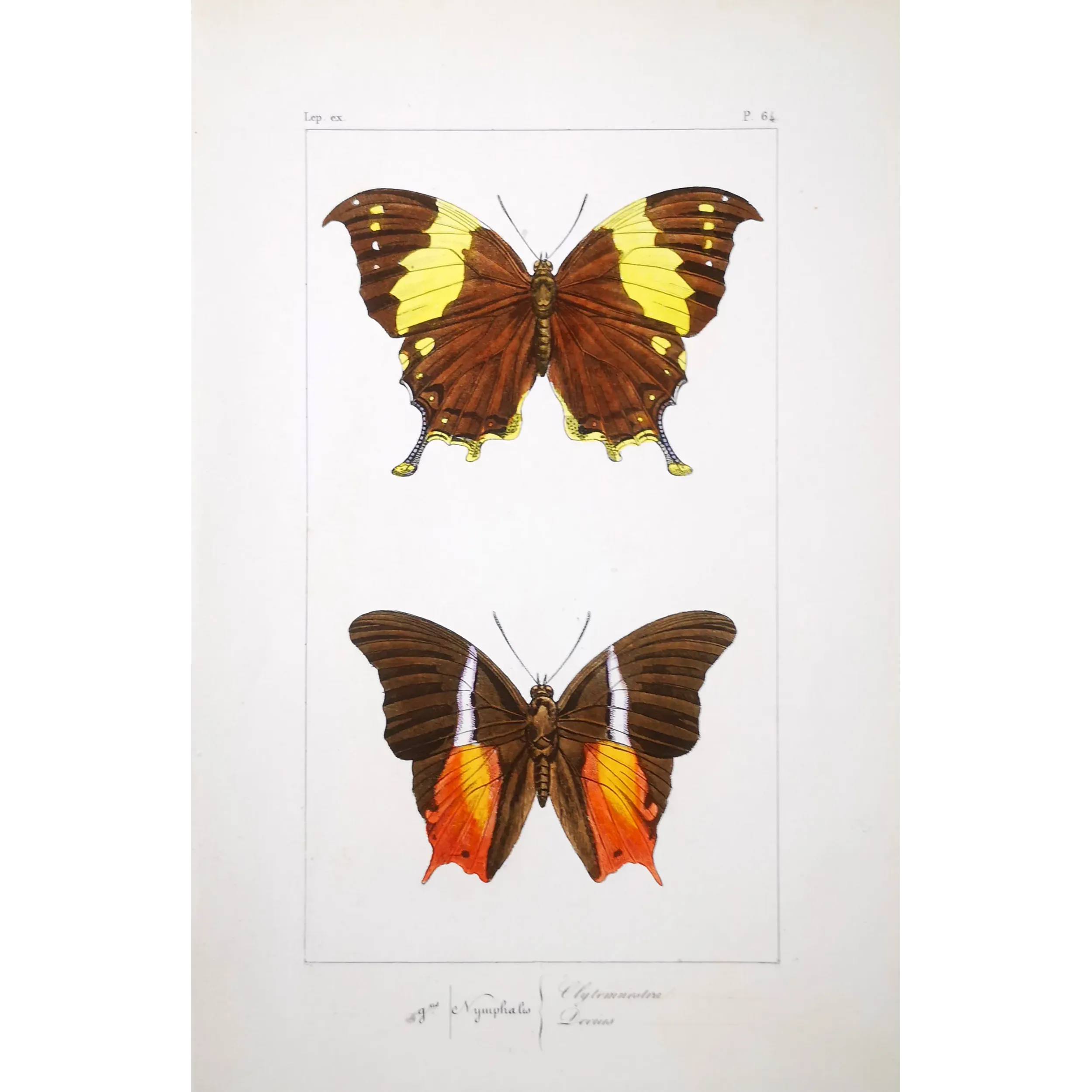 Tropical Butterfly Engraving – Antique Print (1835)