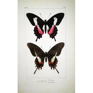 Cattleheart Butterfly – Antique Engraving (1835)
