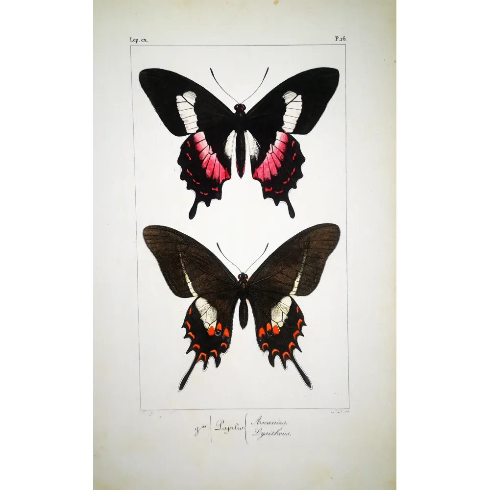 Cattleheart Butterfly – Antique Engraving (1835)