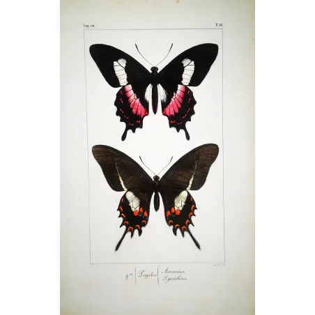 Cattleheart Butterfly – Antique Engraving (1835)