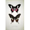 Cattleheart Swallowtail Butterflies (Parides lysithous group) – Antique Hand-Colored Engraving, Exotic Butterflies (1835)