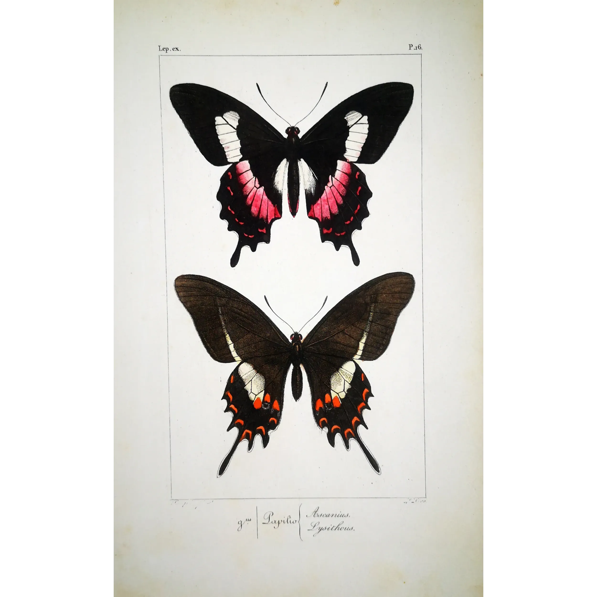 Cattleheart Butterfly – Antique Engraving (1835)
