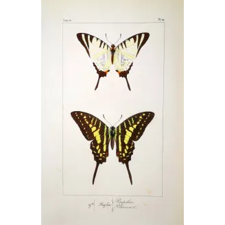 Black Swallowtail Butterflies – Antique Engraving (1835)