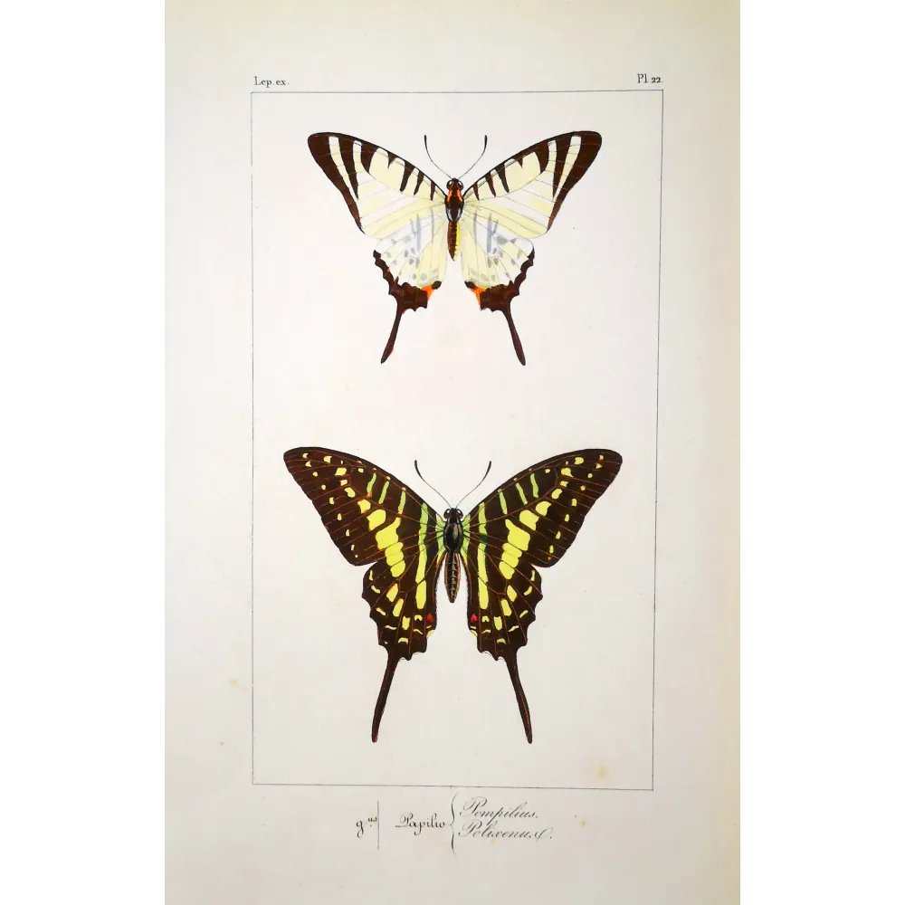 Black Swallowtail Butterflies – Antique Engraving (1835)