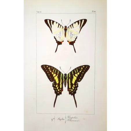 Black Swallowtail Butterflies – Antique Engraving (1835)