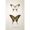 Black Swallowtail Butterflies (Papilio polyxenes group) – Antique Hand-Colored Engraving, Exotic Butterflies (1835)