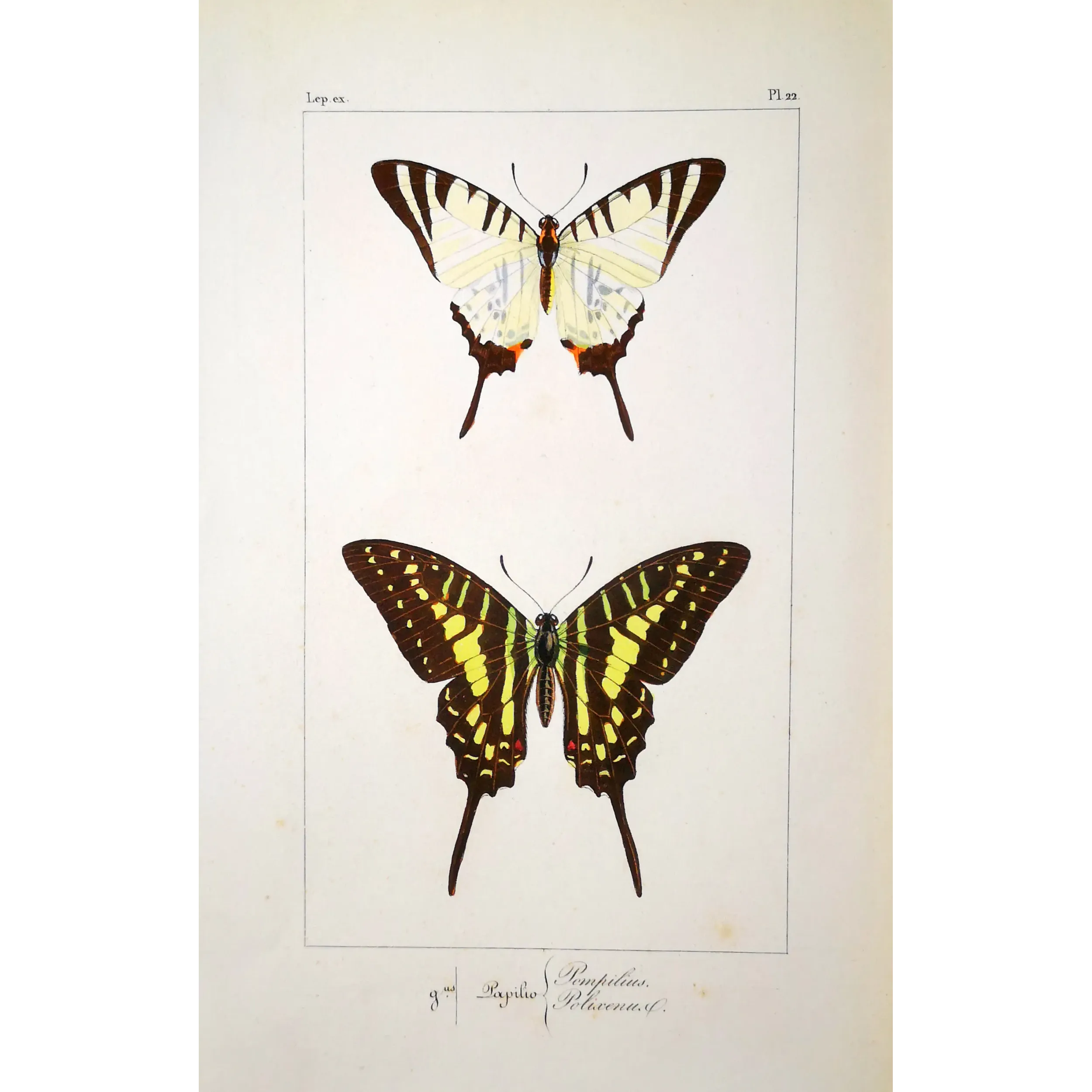 Black Swallowtail Butterflies – Antique Engraving (1835)
