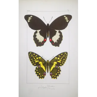 Yellow & Black Butterfly – Antique Engraving (1835)