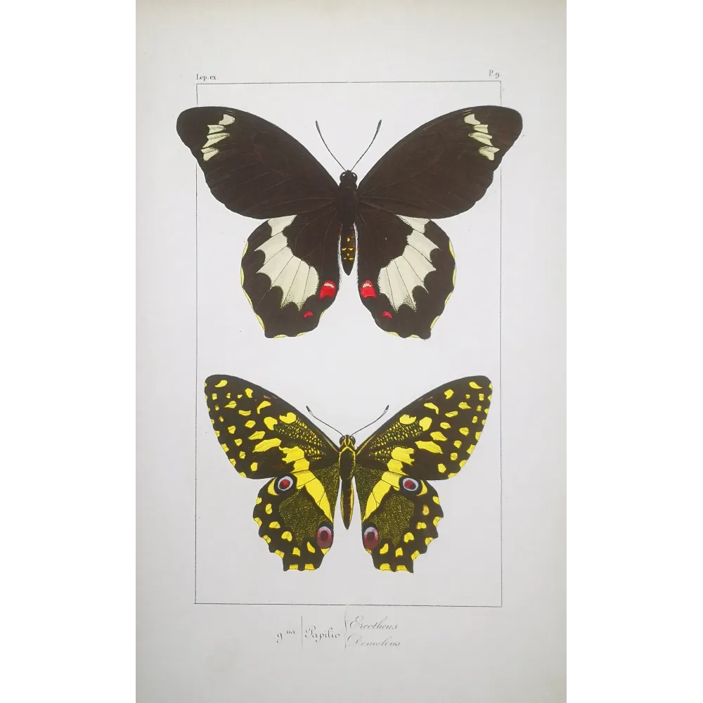 Yellow & Black Butterfly – Antique Engraving (1835)