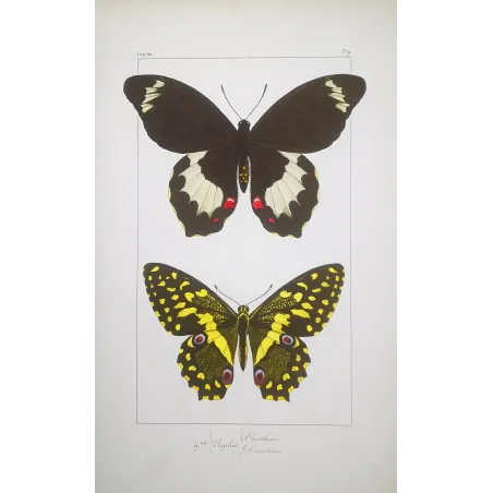 Yellow & Black Butterfly – Antique Engraving (1835)