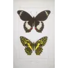Yellow & Black Butterfly with Eye Spots (Papilio demoleus group) – Antique Hand-Colored Engraving, Exotic Butterflies (1835)