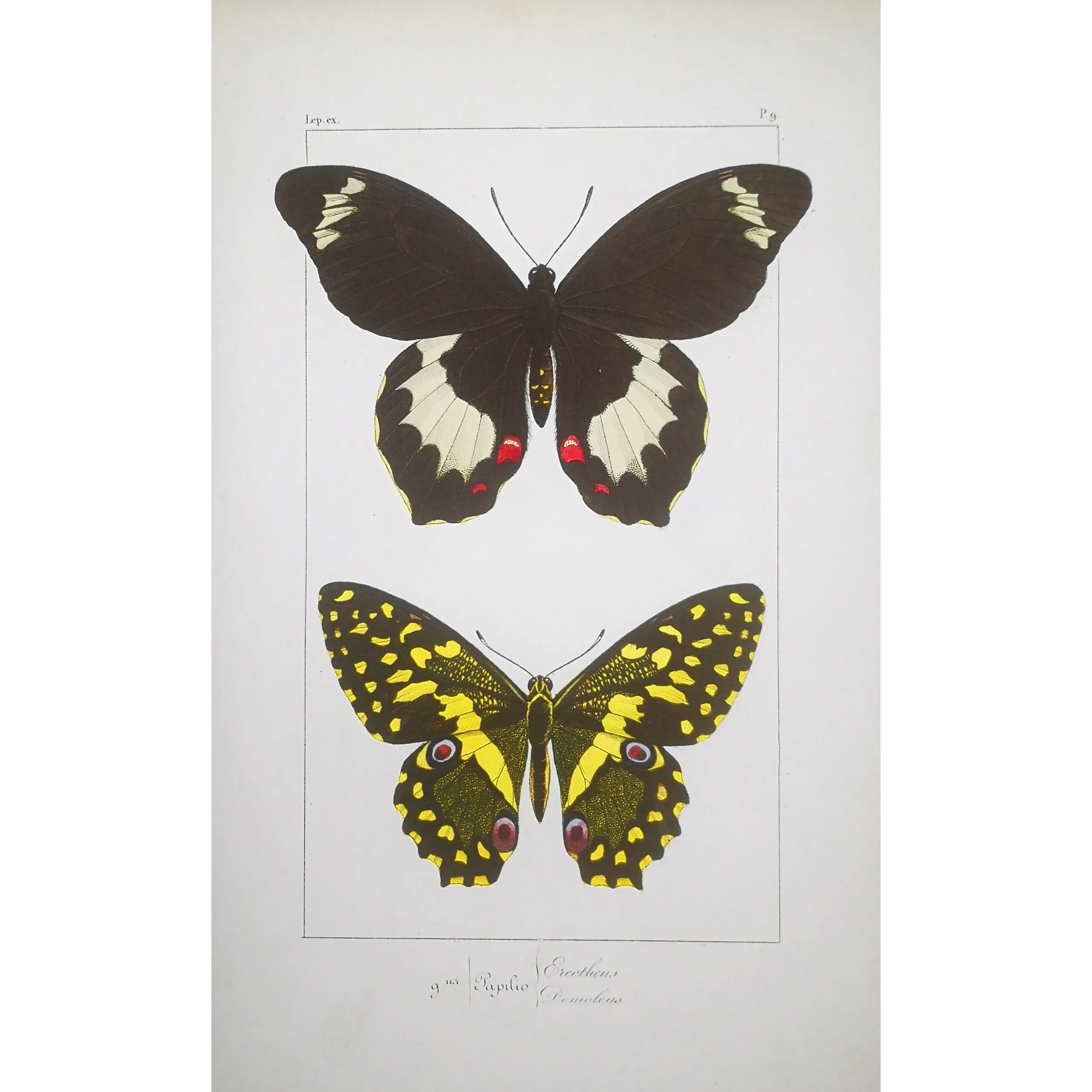 Yellow & Black Butterfly – Antique Engraving (1835)