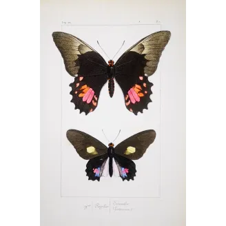 Black & Pink Butterfly – Antique Hand-Colored Engraving (1835)