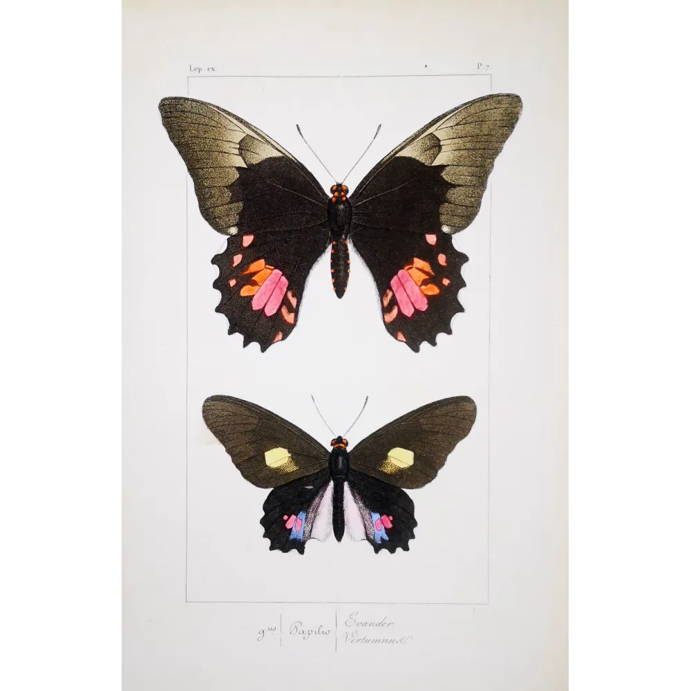 Black & Pink Butterfly – Antique Hand-Colored Engraving (1835)