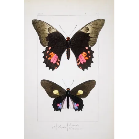Black & Pink Butterfly – Antique Hand-Colored Engraving (1835)