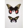 Black & Pink Tropical Butterflies (Papilio evander group) – Antique Hand-Colored Engraving, Exotic Butterflies (1835)