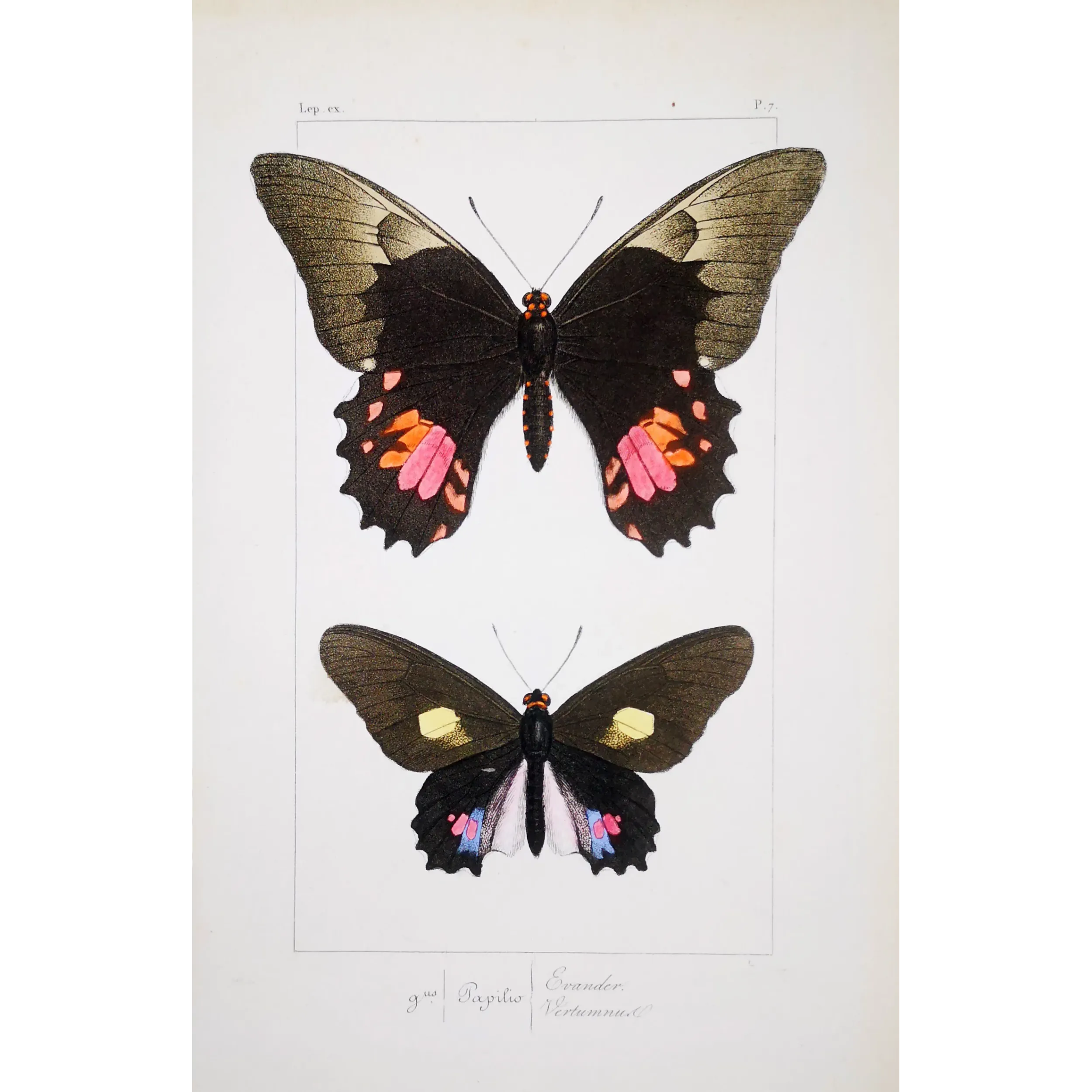 Black & Pink Butterfly – Antique Hand-Colored Engraving (1835)
