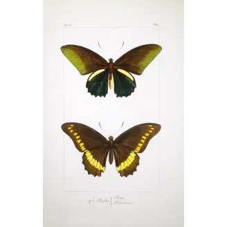 Yellow Swallowtail Butterflies – Pauquet Engraving (1835)
