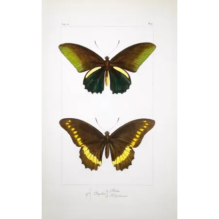 Yellow Swallowtail Butterflies – Pauquet Engraving (1835)