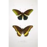 Golden & Yellow Swallowtail Exotic Butterflies (Papilio belus, Papilio polydamas) – Hand-Colored Engraving by Pauquet (1835)