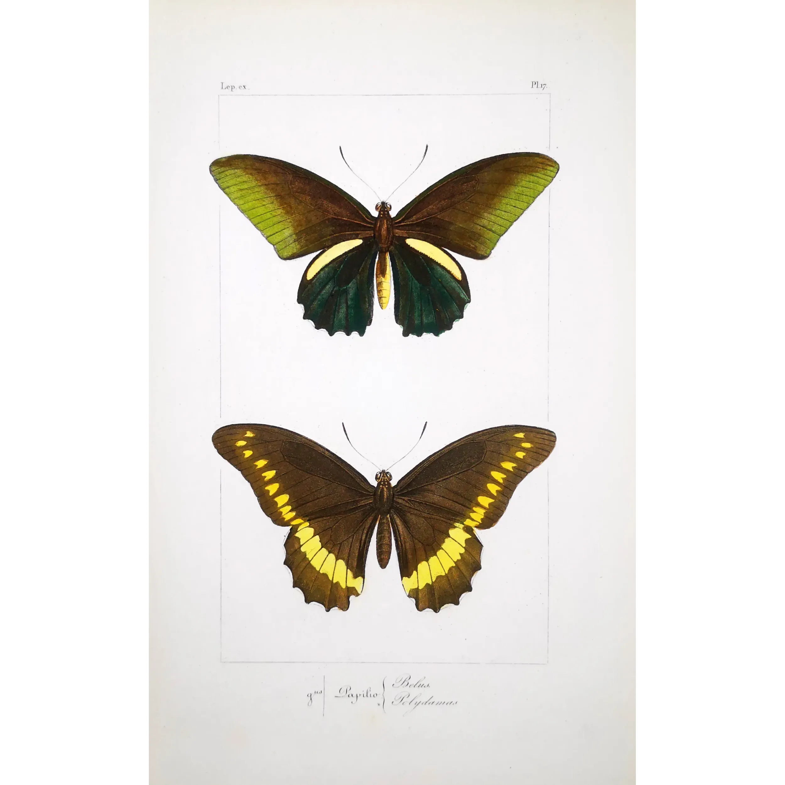 Yellow Swallowtail Butterflies – Pauquet Engraving (1835)