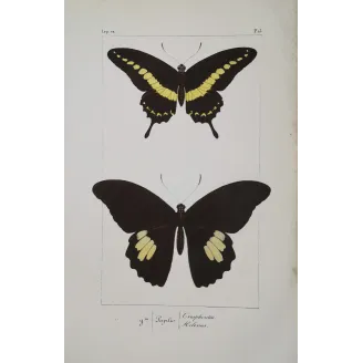 Black & Yellow Swallowtail Exotic Butterflies (Papilio cresphontes, Papilio helenus) – Hand-Color Engraving by Pauquet (1835)