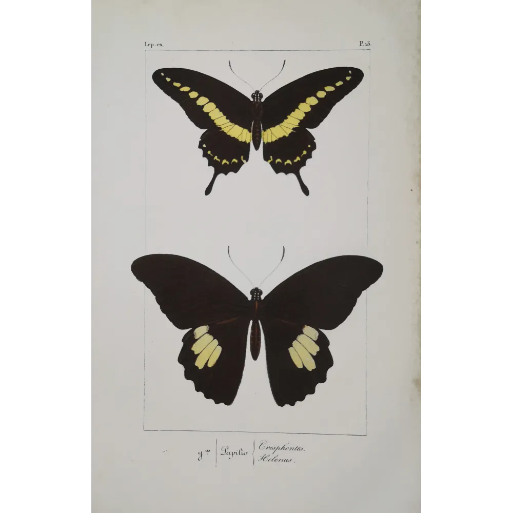Black & Yellow Swallowtail Exotic Butterflies (Papilio cresphontes, Papilio helenus) – Hand-Color Engraving by Pauquet (1835)