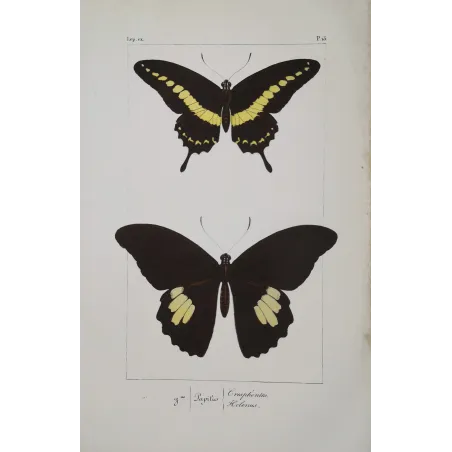 Black & Yellow Swallowtail Exotic Butterflies (Papilio cresphontes, Papilio helenus) – Hand-Color Engraving by Pauquet (1835)