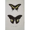 Black & Yellow Swallowtail Exotic Butterflies (Papilio cresphontes, Papilio helenus) – Hand-Color Engraving by Pauquet (1835)