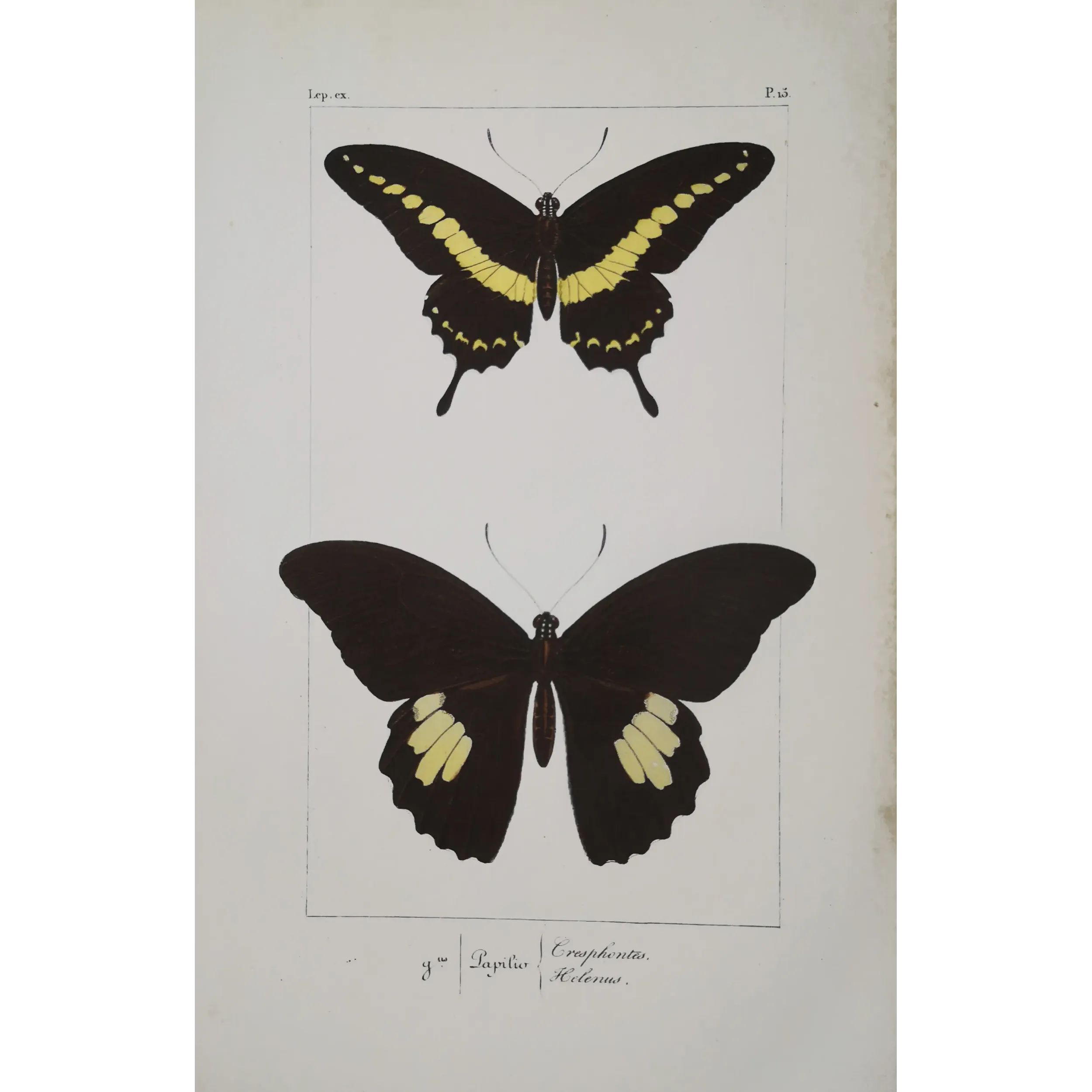 Black & Yellow Swallowtail Exotic Butterflies (Papilio cresphontes, Papilio helenus) – Hand-Color Engraving by Pauquet (1835)