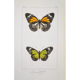 Mormon Swallowtail Butterfly – Antique Engraving (1835)