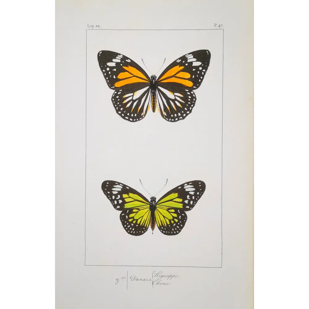 Mormon Swallowtail Butterfly – Antique Engraving (1835)