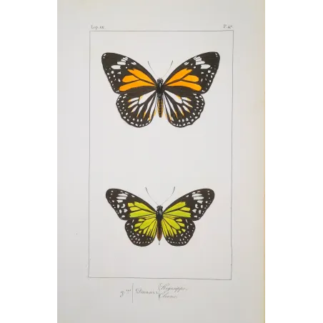 Mormon Swallowtail Butterfly – Antique Engraving (1835)