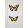 Orange & Green Milkweed Butterflies (Danaus chrysippus group) – Hand-Colored Engraving by Pauquet, Exotic Butterflies (1835)