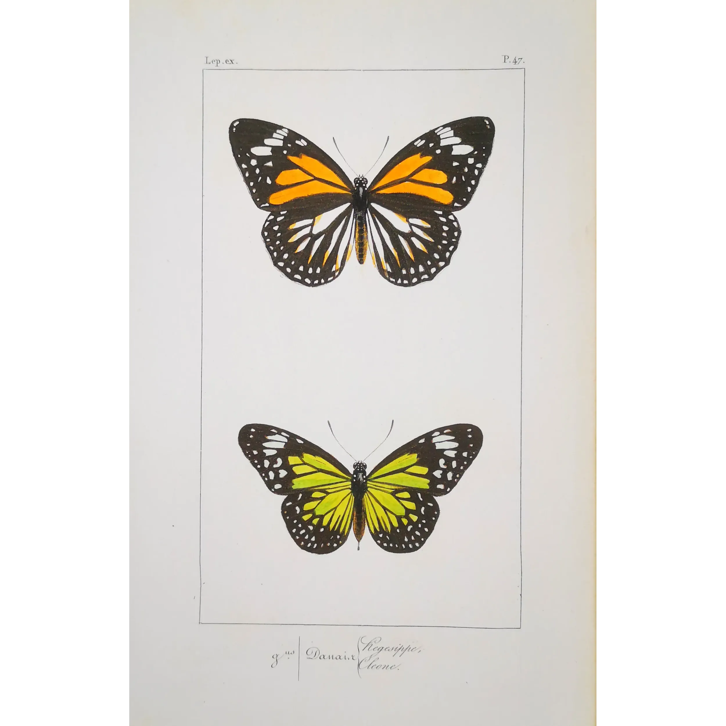 Mormon Swallowtail Butterfly – Antique Engraving (1835)