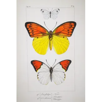 Orange & Yellow Butterflies – Antique Engraving (1835)
