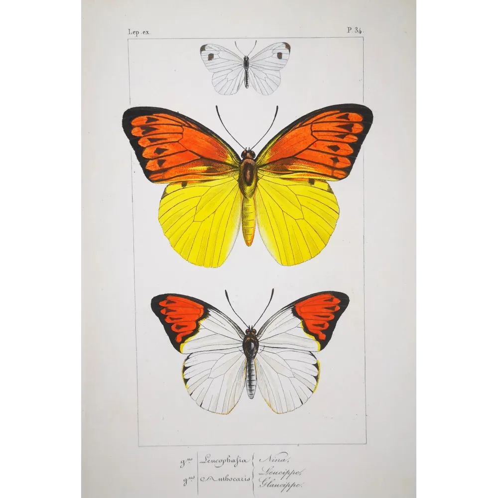 Orange & Yellow Butterflies – Antique Engraving (1835)