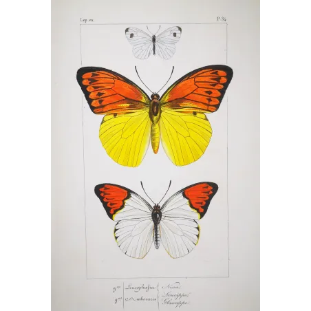 Orange & Yellow Butterflies – Antique Engraving (1835)