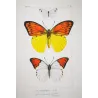 Orange & Yellow Tropical Exotic Butterflies (Leucophasia nina, Aurocaria flava group) – Hand-Colored Engraving by Pauquet (1835)