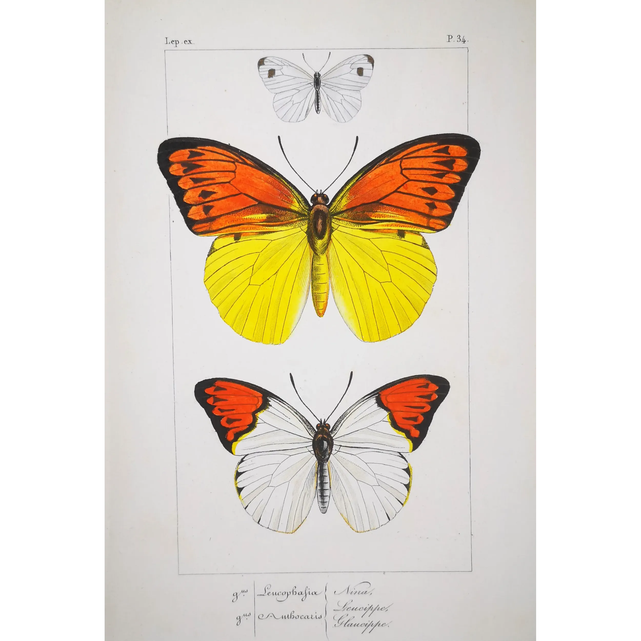 Orange & Yellow Butterflies – Antique Engraving (1835)