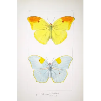 yellow-orange-butterflies-antique-engraving-1835